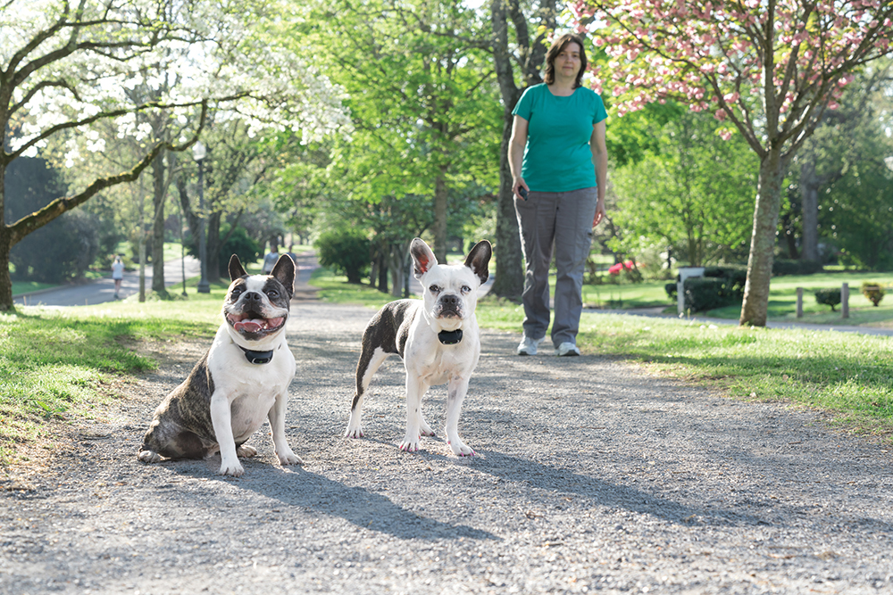 Výcvikové obojky PetSafe pre malých psov